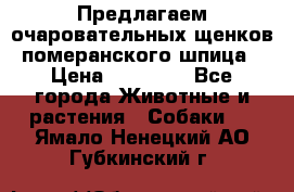 Предлагаем очаровательных щенков померанского шпица › Цена ­ 15 000 - Все города Животные и растения » Собаки   . Ямало-Ненецкий АО,Губкинский г.